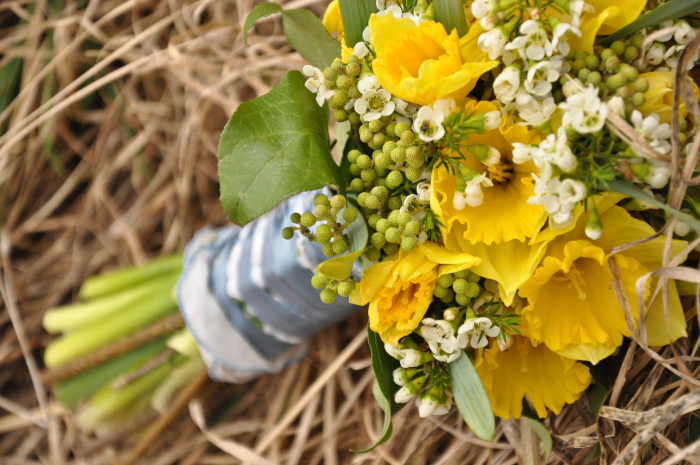Daffodils - The Renewal Flowers